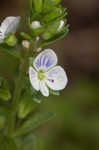 Thymeleaf speedwell